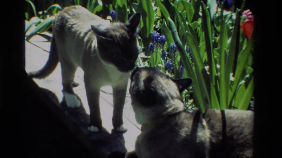 The 1984 home-movie frame shows two Siamese cats close together on a garden ledge, surrounded by purple flowers and tulip leaves.