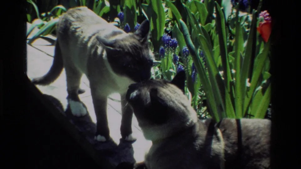 Two Siamese cats stay close on a sunlit California garden ledge, with purple blooms, tall leaves and a pink tulip visible nearby.