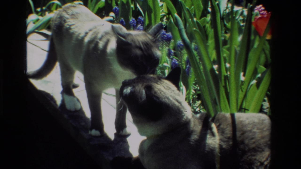 In 1984 California home-movie footage, two Siamese cats meet nose to nose on a stone ledge beside tall garden plants and flowers.