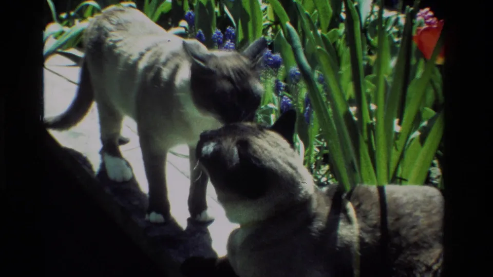 In 1984 California home-movie footage, two Siamese cats meet nose to nose on a stone ledge beside tall garden plants and flowers.