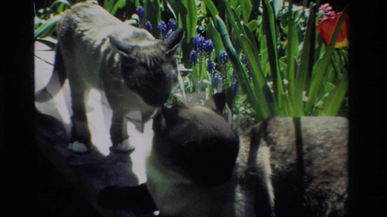 A Siamese cat stands alert on the ledge as the second cat turns nearby among garden foliage in California 1984 home-movie footage.