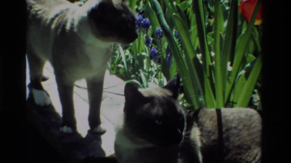 The standing Siamese cat remains on the sunlit ledge while the other cat is partly obscured by shadow and garden foliage.