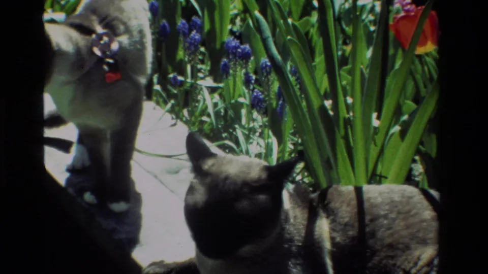 Two Siamese cats are visible among tall green leaves and flowers, with one partly cropped by the 8mm frame edge.