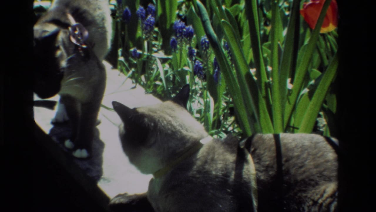 Two collared Siamese cats sniff near blue hyacinths and red tulips on a California garden path in 1984 home-movie footage.