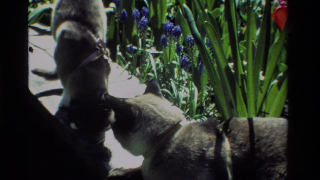 Two Siamese cats wearing collars interact beside hyacinths, tulips, and greenery in California 1984 home-movie footage.
