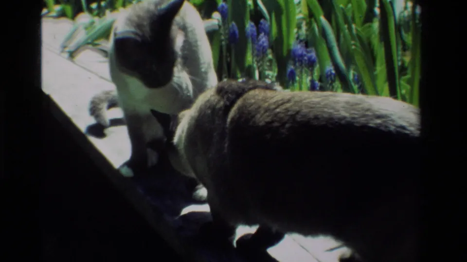 A standing Siamese cat and a second cat interact near a sunlit concrete path and blue hyacinths in 1984 California footage.