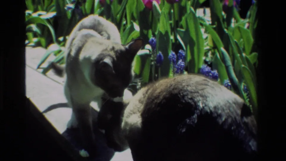 Two collared Siamese cats lower their heads near blue hyacinths, tulips, and dense garden leaves in California 1984 home-movie footage.
