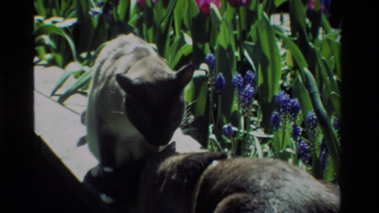 In 1984 California 8mm footage, a Siamese cat lowers its head toward a dog in a sunlit garden with purple flowers.