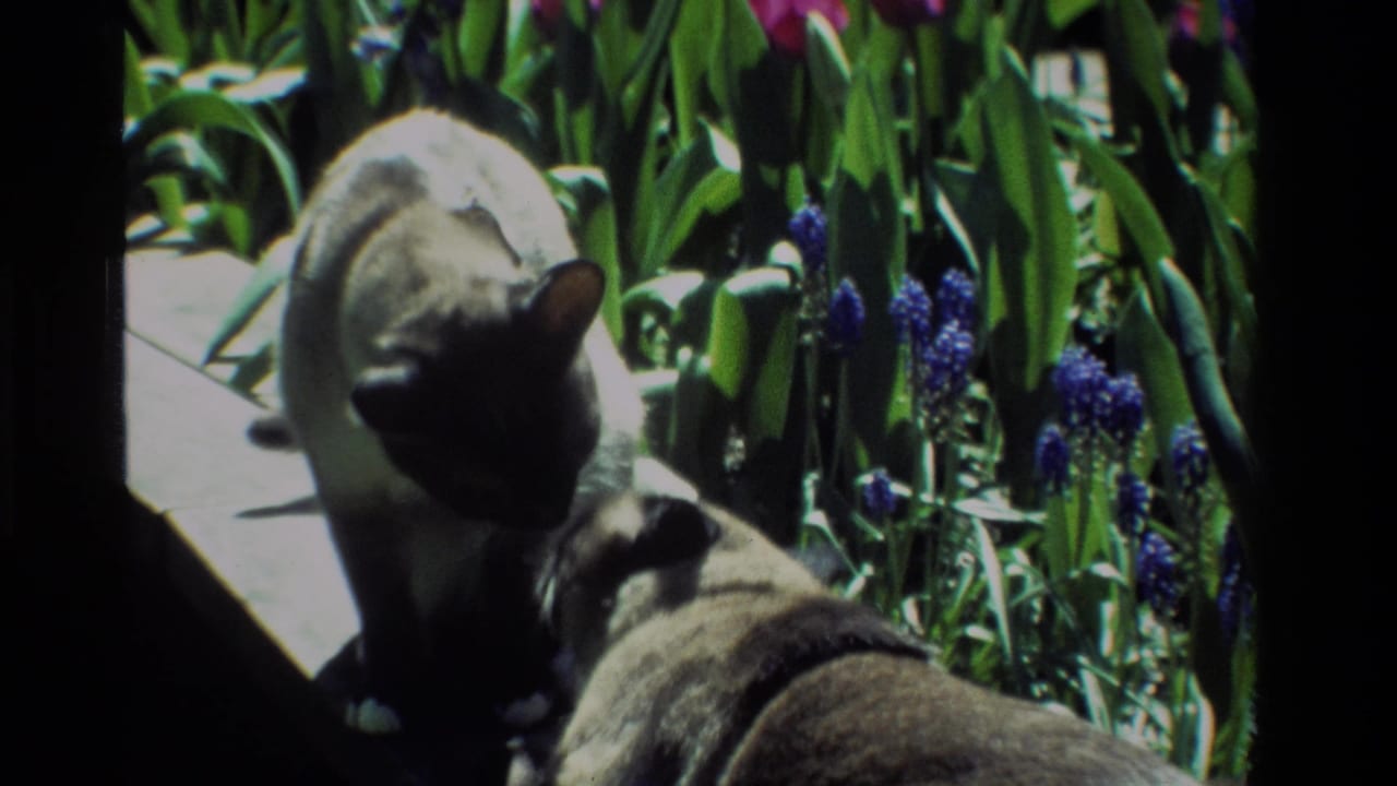 Siamese cat and dog face each other among garden flowers.