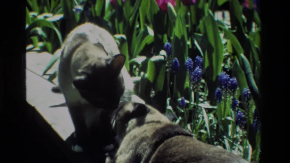 The Siamese cat leans close to the dog in the California garden, framed by purple flowers, tulip leaves, and strong sunlight.