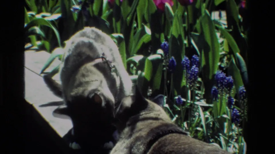 The Siamese cat appears to nuzzle or groom the dog beside purple flowers and spring foliage in this 1984 8mm garden frame.