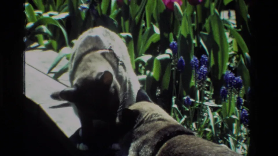 At the end of the clip, the Siamese cat stays near the dog in a sunlit California garden with purple flowers and tulip foliage.
