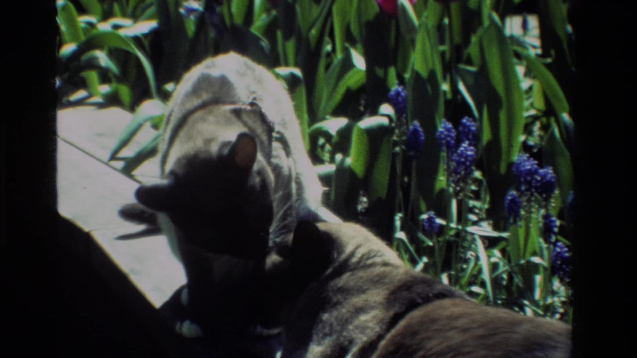 Two Siamese cats appear close together in a California garden, with dark shadows, green foliage, and purple flowers on 1984 8mm film.