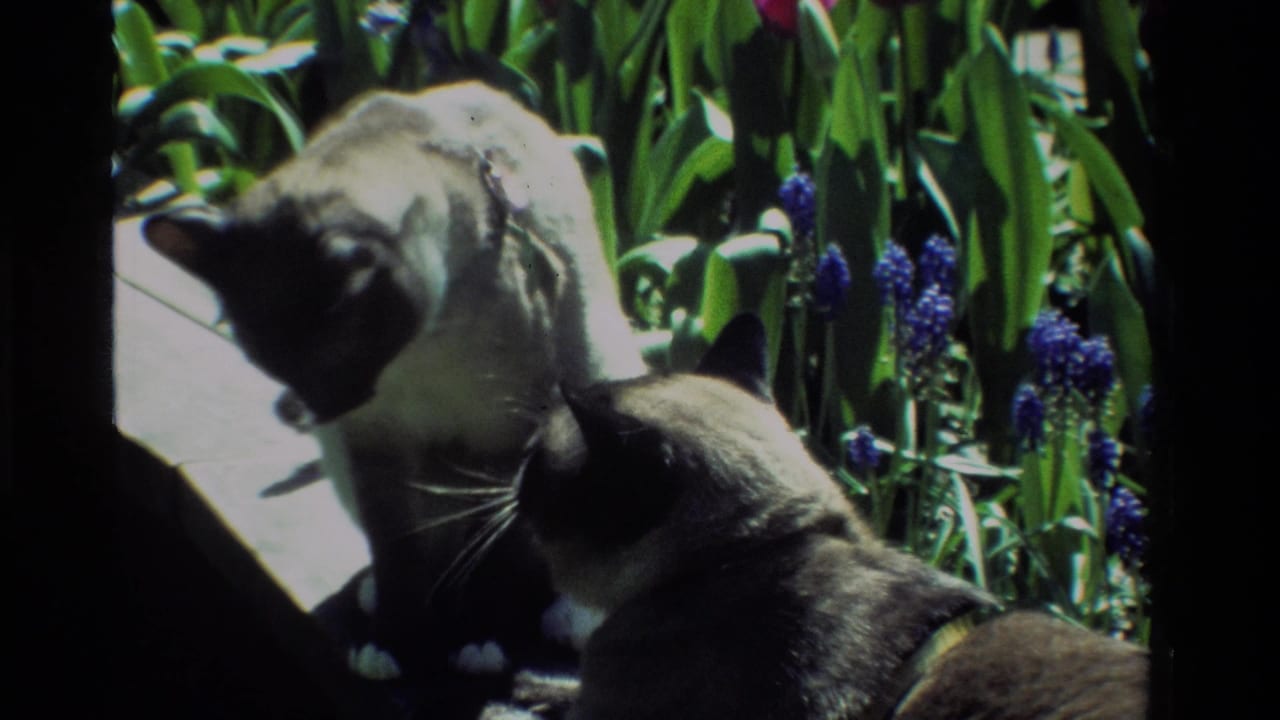 Two Siamese cats face each other near purple flowers in a bright garden.