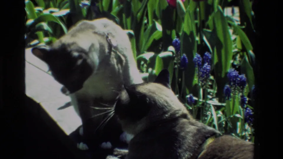 A Siamese cat looks down toward another cat in a sunlit California garden, with purple blossoms and dense green leaves behind them.