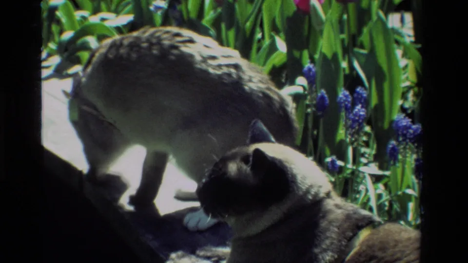 Two Siamese cats shift position beside green foliage and purple garden flowers, captured in bright, contrasty 1984 8mm footage.