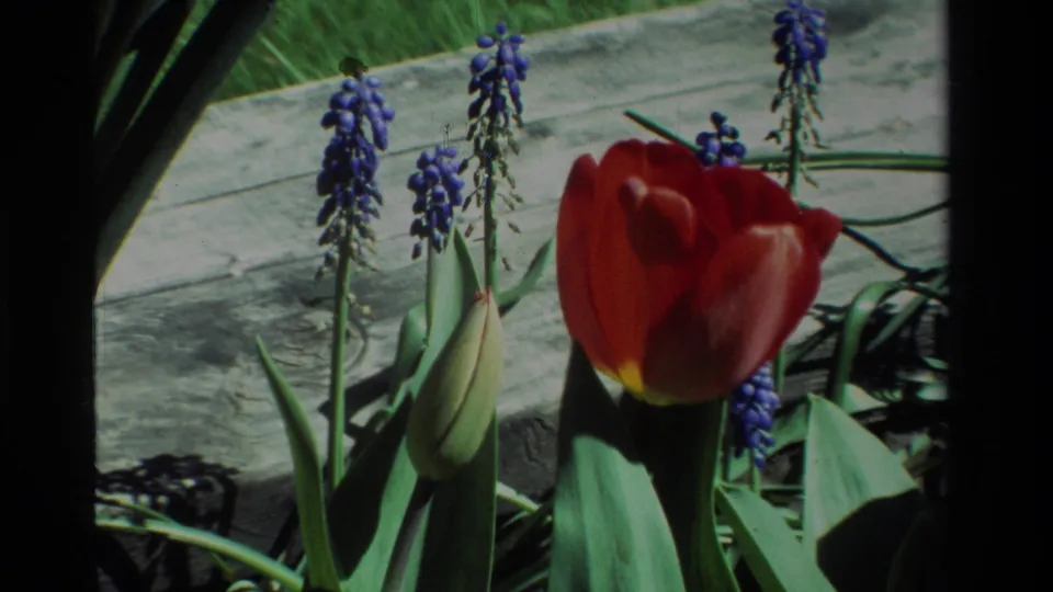 A red tulip and purple grape hyacinths stand in a sunlit California garden, with green leaves and concrete edging visible on 1984 8mm film.