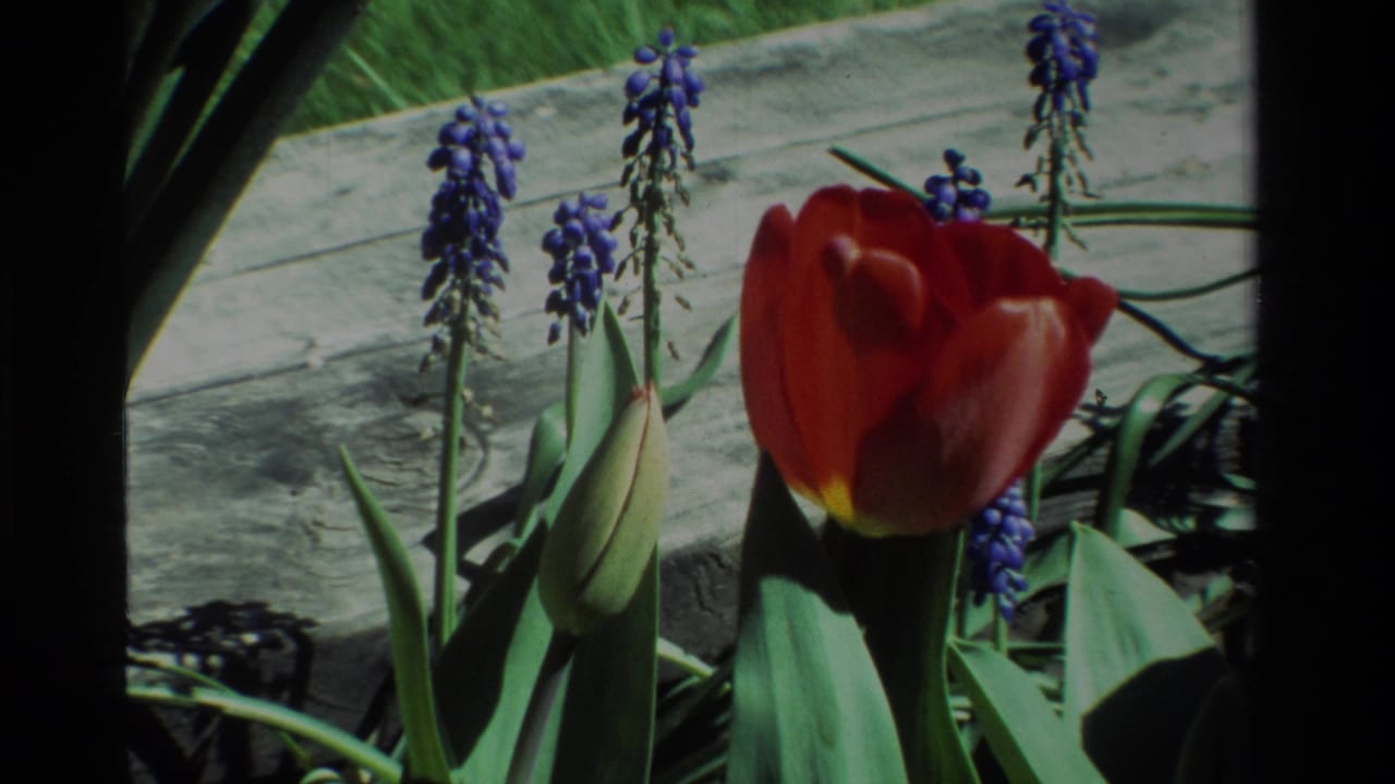 Red tulip blooming beside unopened buds and purple hyacinths in sunlight.