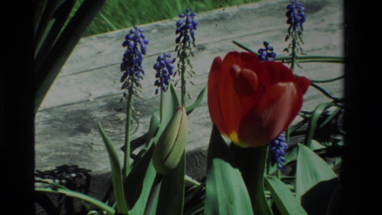 Close garden view of a red tulip, green buds, and purple hyacinth spikes.