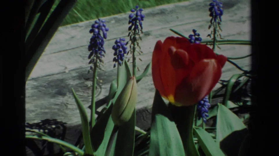 1984 California 8mm still of a red tulip beside a closed bud, purple hyacinths, leafy stems, grass, and weathered wood in bright sun.