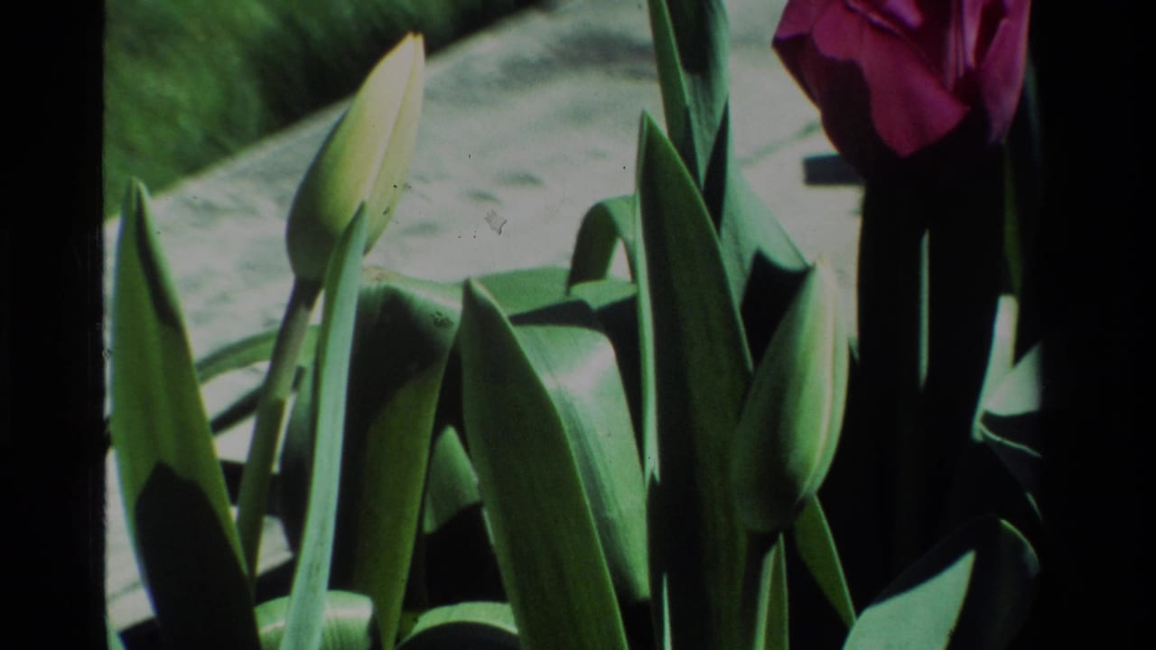 Close 1984 California 8mm view of green tulip buds and leaves, with a partial pink tulip bloom near the upper right edge.