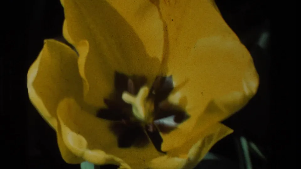 Close 1984 California 8mm view into a yellow tulip, showing curved petals, dark central markings, and soft focus.