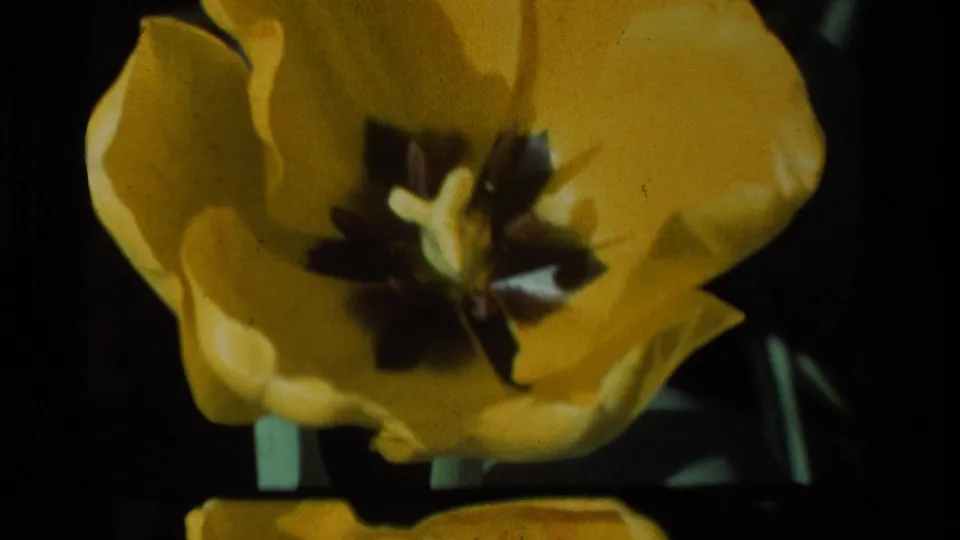 Close 1984 California garden shot of a yellow tulip interior, with central flower parts, surrounding petals, and green stems below.