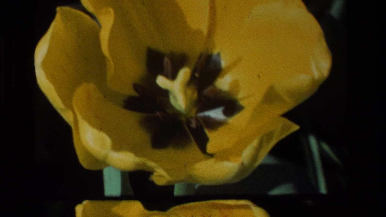 Yellow tulip in close-up against a dark background.