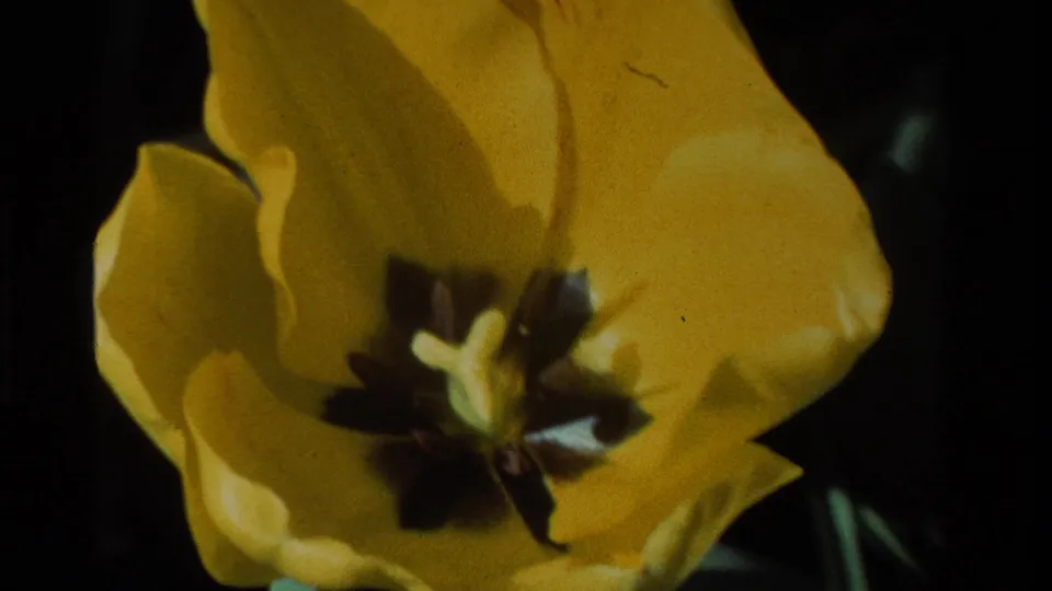 Close 8mm view of a yellow tulip in bloom, showing petal texture, central stamens, and deep background shadow in California metadata.