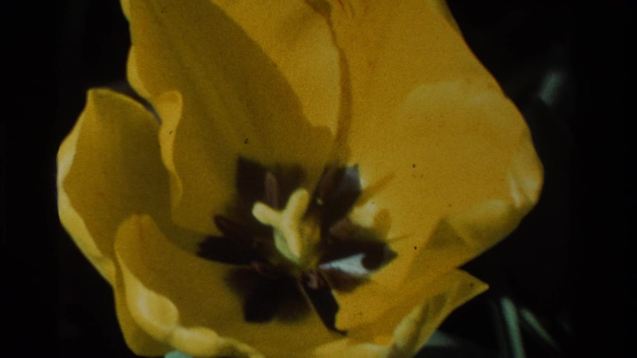 1984 8mm California home-movie close-up of a yellow tulip, showing soft focus, dark center, and saturated color.