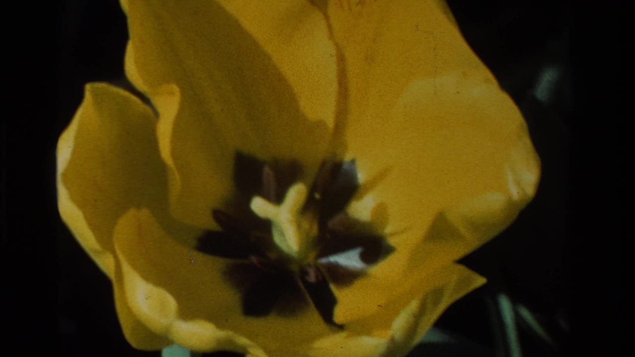 Yellow tulip close-up repeated from a slightly shifted angle with dark center visible.