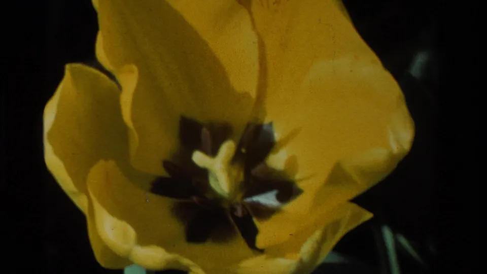 Close 8mm view of a yellow tulip in a California garden, with warm color, soft petal edges, and deep shadows.