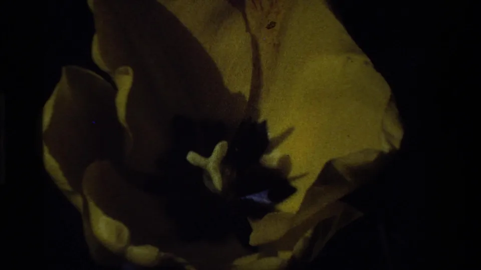 Underexposed 8mm close-up of the yellow tulip, emphasizing its dark center and the dense shadows around the bloom.
