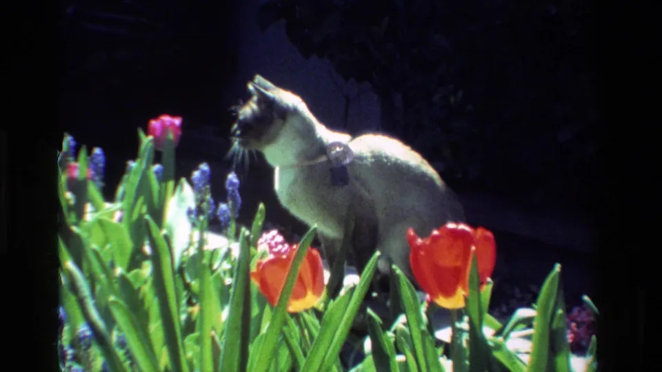 1984 California 8mm home-movie frame of a Siamese cat with a collar sitting among tulips, hyacinths, and sunlit green leaves.