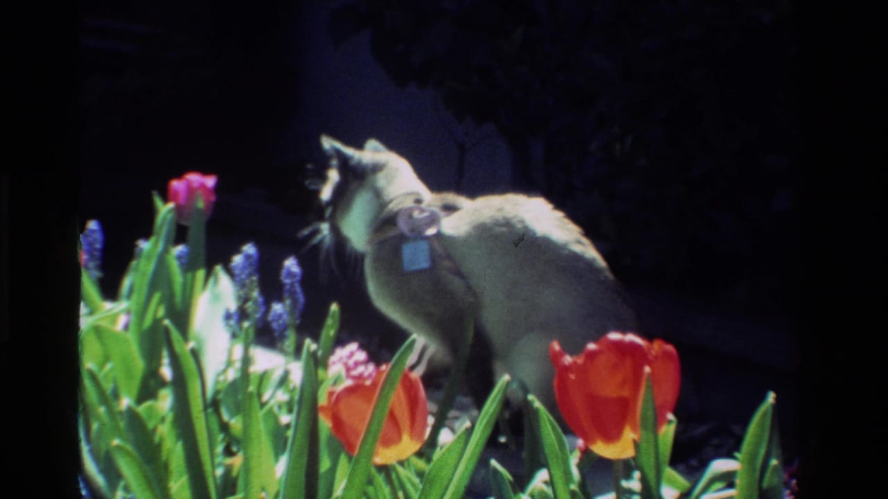 A grey cat walks through a California flower bed with red tulips, purple hyacinths, and green leaves in 1984 8mm home-movie footage.