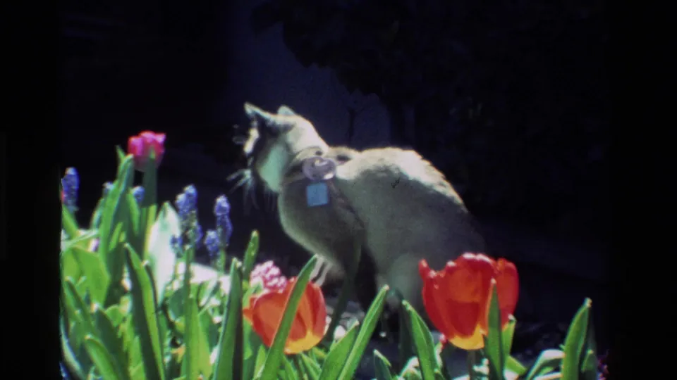 A grey cat walks through a California flower bed with red tulips, purple hyacinths, and green leaves in 1984 8mm home-movie footage.