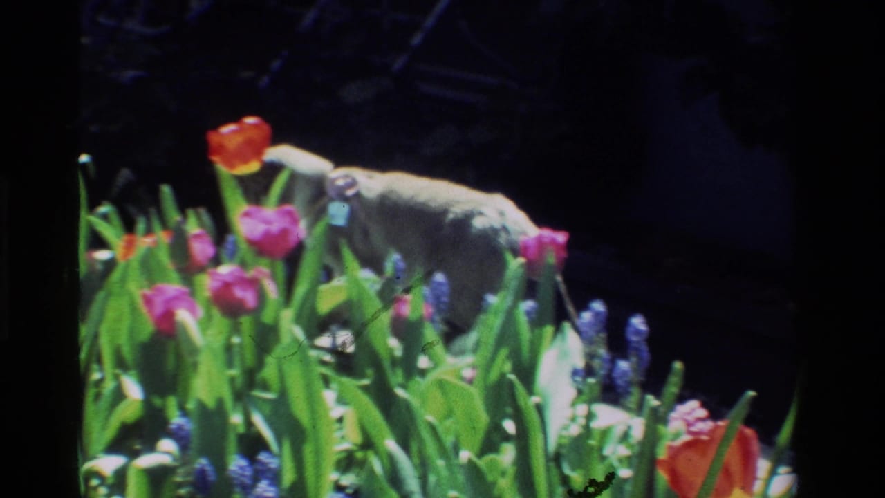 Grey cat partly hidden by colorful tulips and green leaves.