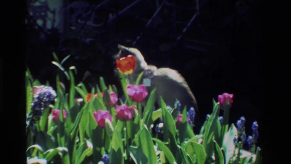 A grey cat is mostly concealed by spring flowers, with tulips and hyacinths filling the foreground of the 1984 California home-movie frame.