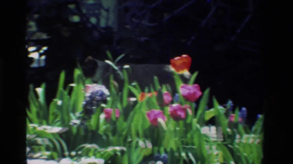 The grey cat crosses the darker back edge of the California flower bed, with tulips, hyacinths, and green foliage in the foreground.