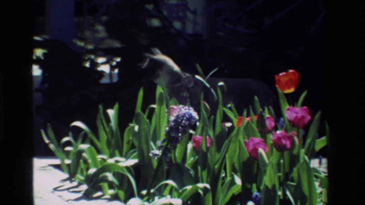 Light-colored cat partly hidden behind tulips and green leaves in a sunny garden.
