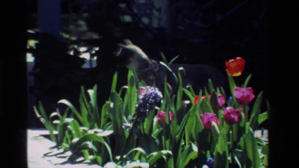 1984 California 8mm frame of a light-colored cat moving through tulips, hyacinths, and dense green garden foliage.
