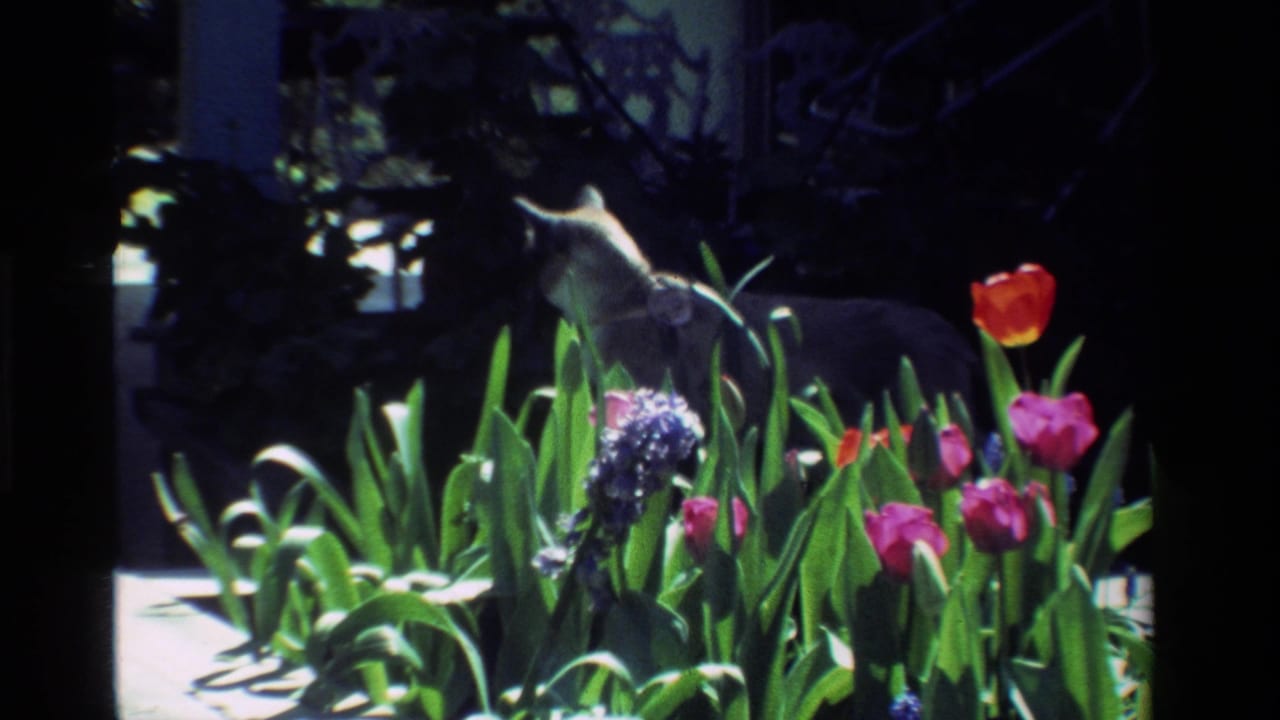 A light-colored cat appears among red and pink tulips in a California garden, with soft 8mm color and shadowed foliage behind it.