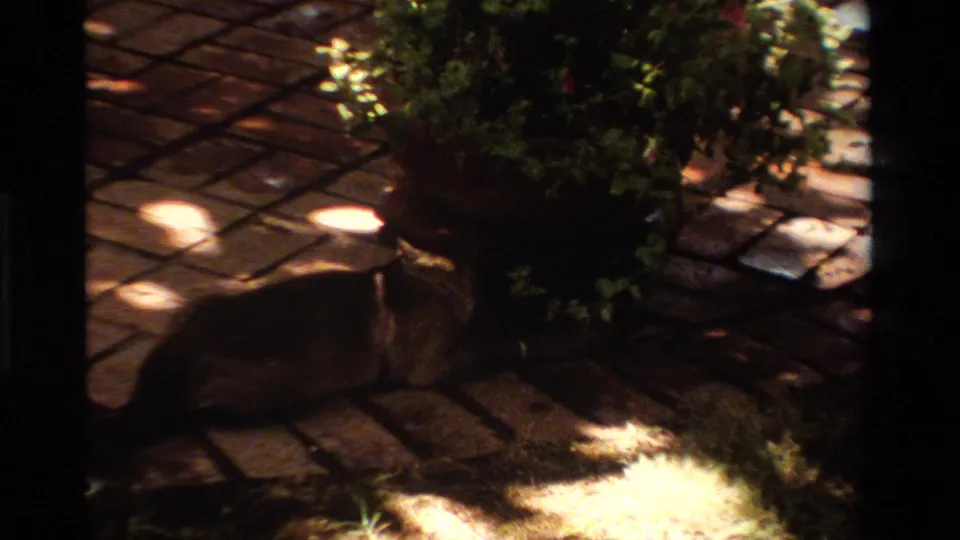 1984 home-movie frame showing the cat crossing a brick garden patio near a large potted plant under patchy sunlight.