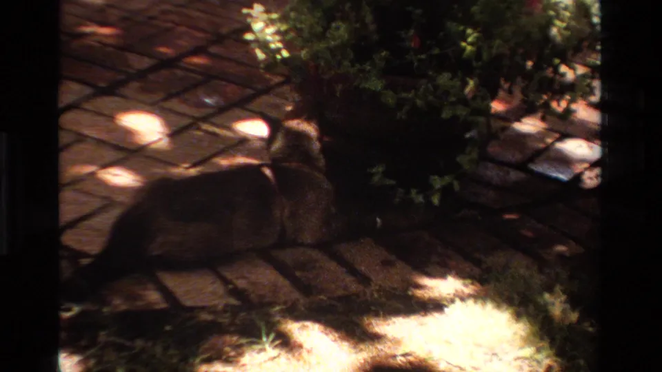 The cat continues along the brick patio in a California garden, partly silhouetted by strong 8mm contrast and dappled light.