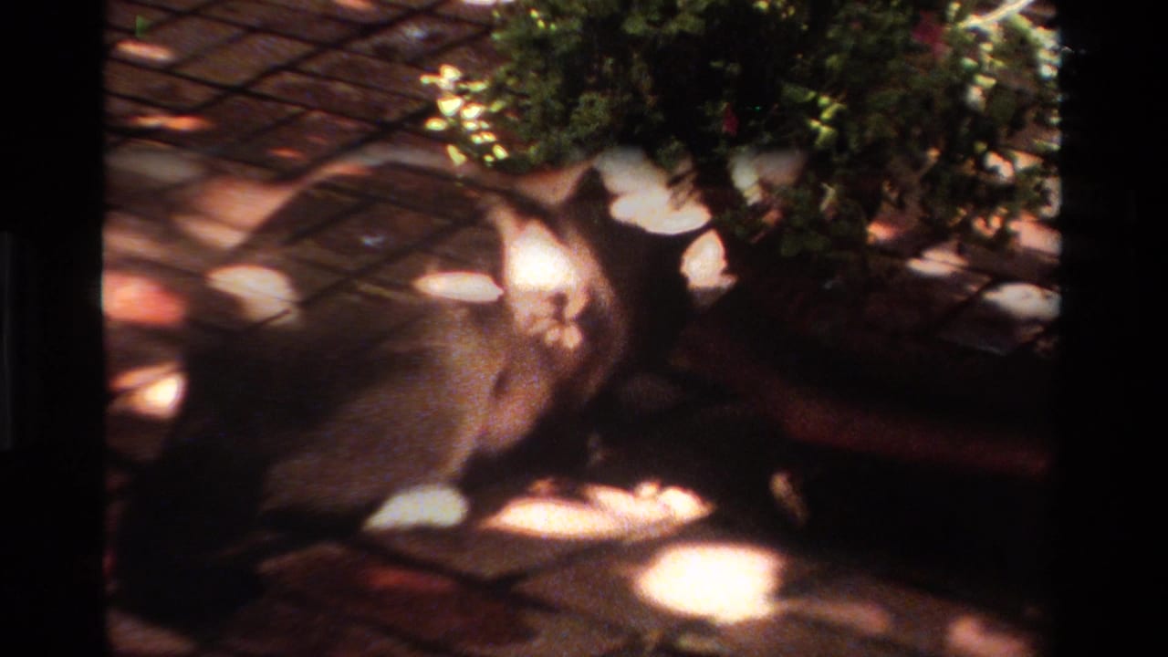 A cat explores near a terracotta potted plant on a dappled brick patio in California home-movie footage from 1984.