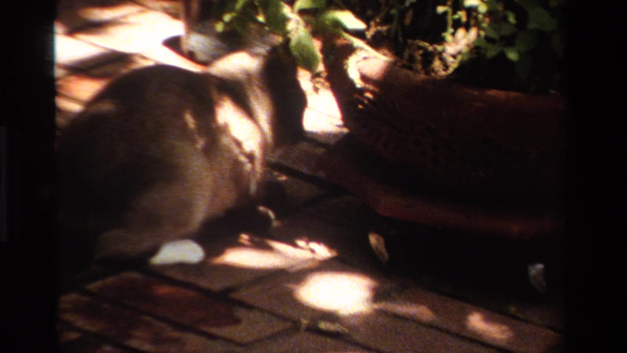 Cat moves along the edge of a large planter on brick paving.