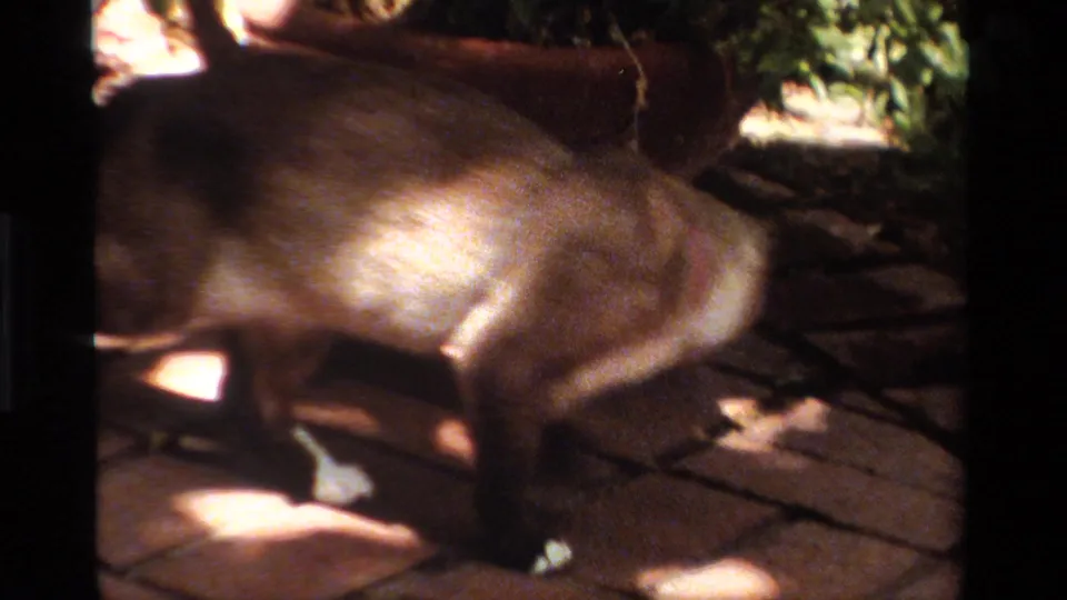A close, soft 8mm view shows the cat crossing the patio near foliage and planter shadows in the 1984 California footage.