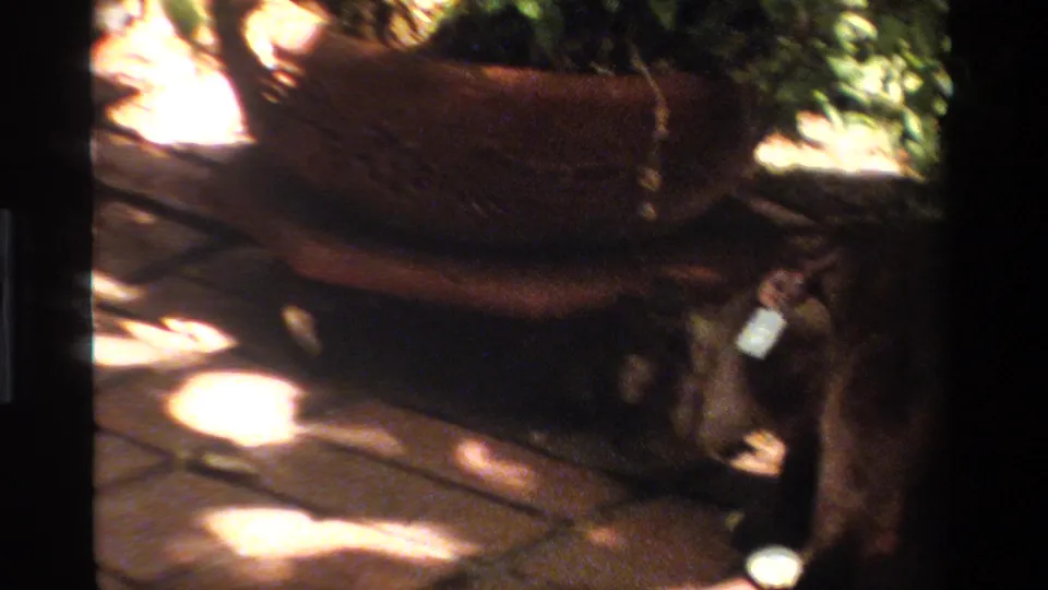 The cat lowers its head near the base of a potted plant, with brick paving and sunlit garden shadows visible.