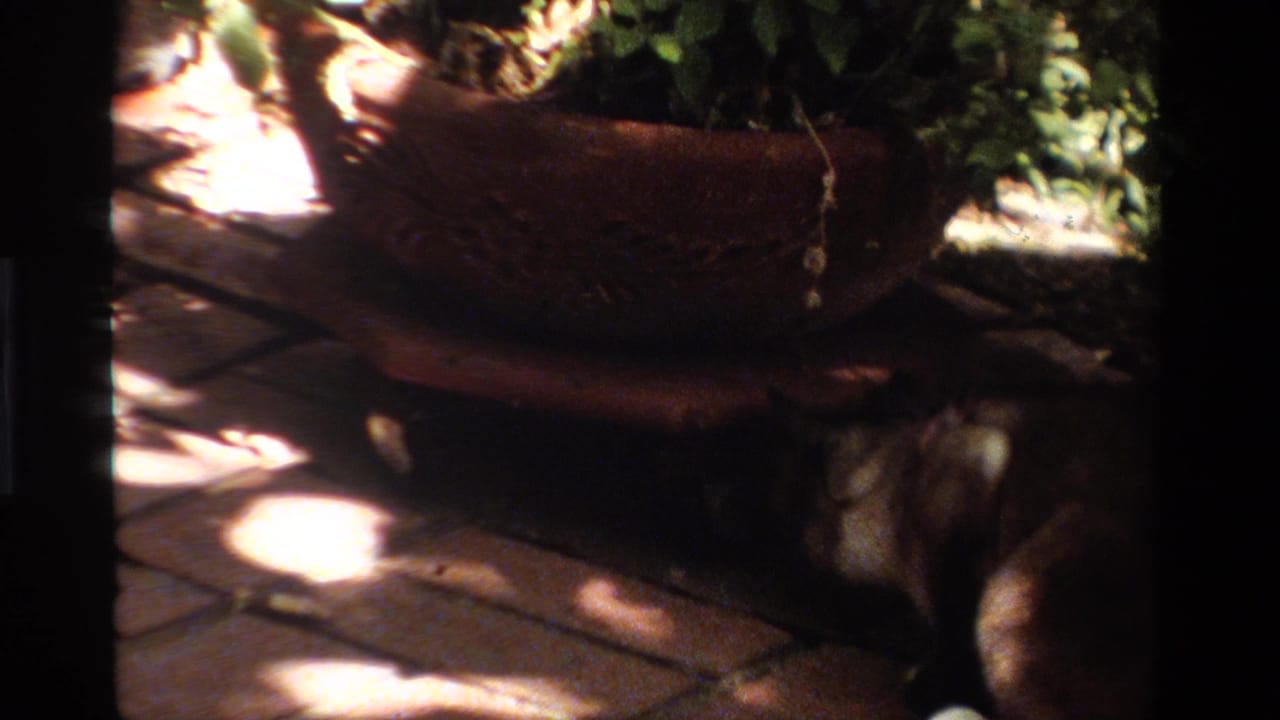 Leashed furry animal partly under a terracotta planter on a sun-dappled brick patio.