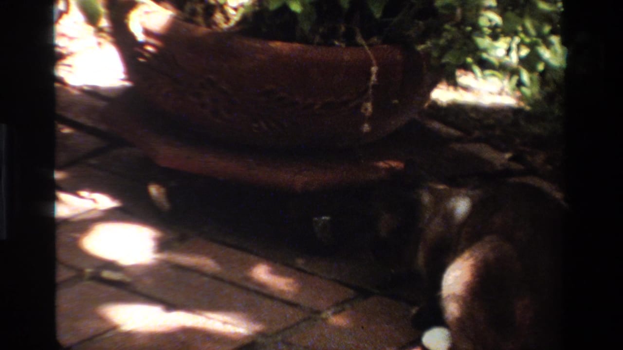 1984 California frame with a leashed animal low to the ground beside brick paving and a terracotta planter under shifting leaf shadows.